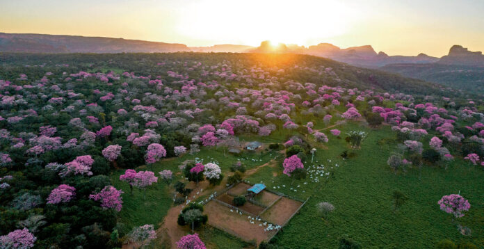 amazonia PAISAJE MAJESTUOSO. Imagen registrada con dron. Gran población de árboles de Tajibo que florecen en una propiedad ganadera cerca de Chochís, municipio de Roboré, Santa Cruz. En esta propiedad, los Tajibos crecen con mayor densidad que en los alrededores, tanto así, que en los meses de floración es posible apreciar el bosque de color rosa desde la distancia como un solo y colorido punto. FOTO: Jonatan Jost.