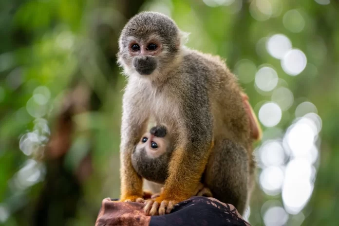 Dos monos ardilla en el municipio amazónico de Leticia, Colombia. El país sudamericano será la sede de la próxima cumbre de la ONU sobre biodiversidad en octubre (Imagen: Alamy / Karin Pezo) Dos monos ardilla en el municipio amazónico de Leticia, Colombia. El país sudamericano será la sede de la próxima cumbre de la ONU sobre biodiversidad en octubre (Imagen: Alamy / Karin Pezo)