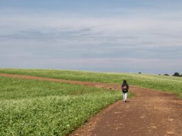 Una alumna de la escuela rural Attilio Benedetti de Vacaria, Rio Grande do Sul, camina por campos de cultivo camino a su casa. En este municipio agrícola, muchos cultivos se tratan con plaguicidas, que según algunos han causado graves problemas de salud a sus hijos (Imagen: Anna Ortega)