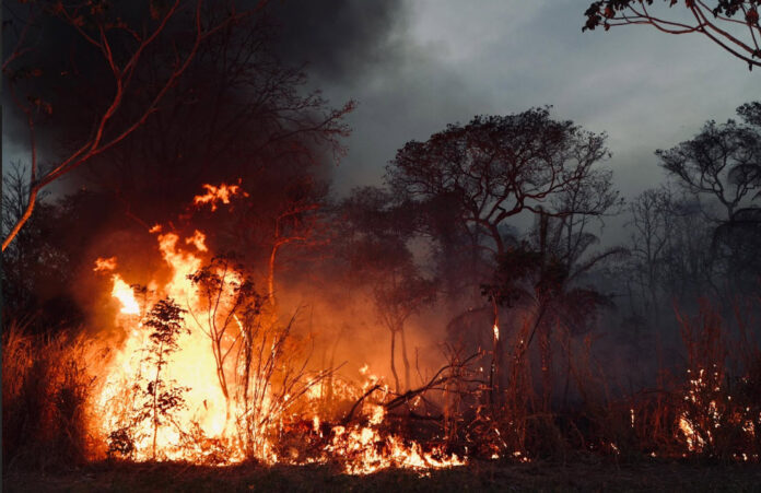 INCENDIOS FORESTALES BOLIVIA VIDA SILVESTRE EN PELIGRO