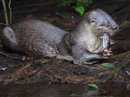 Nutria neotropical (Lontra annectens). Imagen tomada en Costa Rica. Foto: Víctor – Flickr.