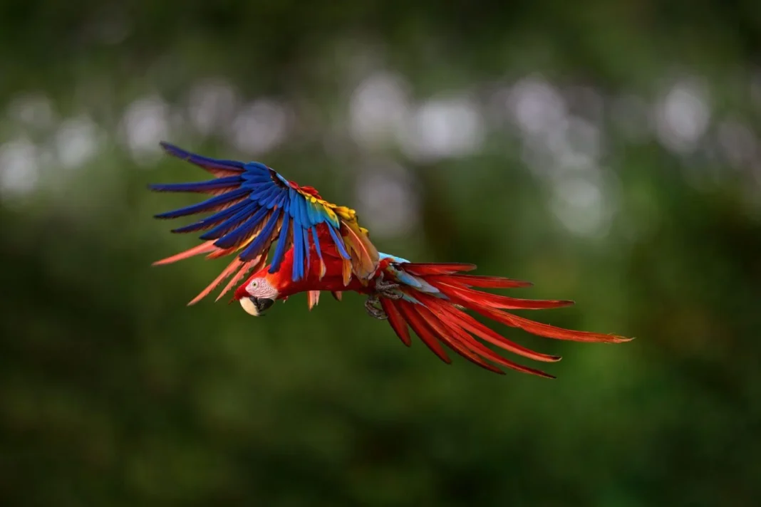 La guacamaya roja (Ara macao) es uno de los loros más emblemáticos de Sudamérica y Centroamérica. En Colombia también se la conoce como guacamaya bandera por llevar los colores nacionales del país (Imagen: Ondrej Prosicky / Alamy) La guacamaya roja (Ara macao) es uno de los loros más emblemáticos de Sudamérica y Centroamérica. En Colombia también se la conoce como guacamaya bandera por llevar los colores nacionales del país (Imagen: Ondrej Prosicky / Alamy)