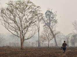 San Javier, departamento de Santa Cruz, arrasado por los incendios de los últimos días. Foto: CEJIS