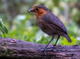 Grallaria erythrotis, registrada en La Paz, en Jucumari Lodge, por Steven Hunter. Imagen obtenida de ebird.org.