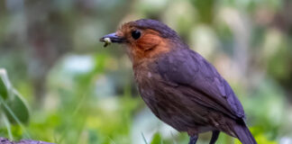 Grallaria erythrotis, registrada en La Paz, en Jucumari Lodge, por Steven Hunter. Imagen obtenida de ebird.org.