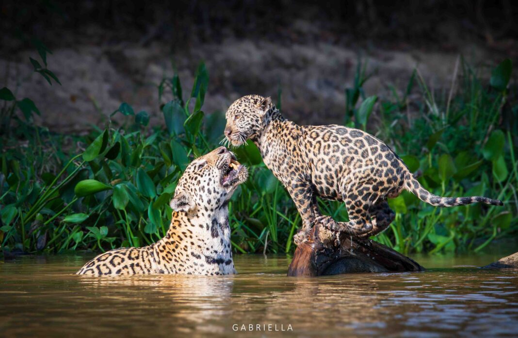 JAGUAR