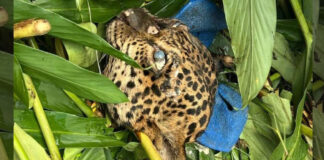 La cabeza del jaguar que se encontró en inmediaciones del campamento de la empresa china Synohydro. El cráneo no tenía los colmillos. Foto: Gobernación de Cochabamba.