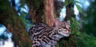 Un margay en Valle del Bravo, México. Foto: Arturo Caso / Predator Conservation.