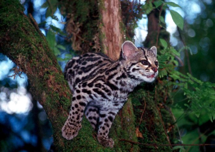 margay Un margay en Valle del Bravo, México. Foto: Arturo Caso / Predator Conservation.