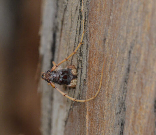 Un escarabajo ingresando a un tronco de un eucalipto. Foto: Fernando Guerra.
