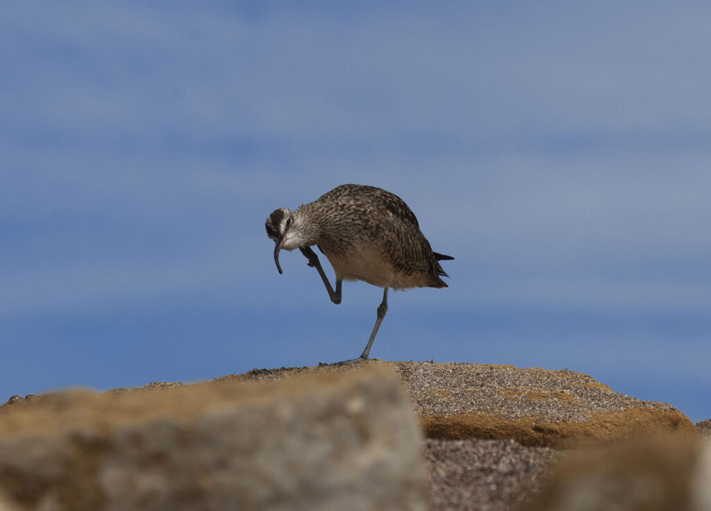 La observación de aves es una de las actividades turísticas en la Reserva Nacional de Paracas, uno de los 14 sitios Ramsar de Perú. Foto: Gabriel Herrera.