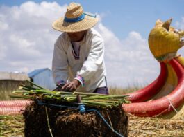 Un hombre corta totora en el lago Titicaca, Perú. Los indígenas locales utilizan esta totora para construir islas artificiales, casas, embarcaciones tradicionales y artesanías, pero las reservas se han secado a un ritmo cada vez más rápido (Imagen: Pilar Martin / Alamy)