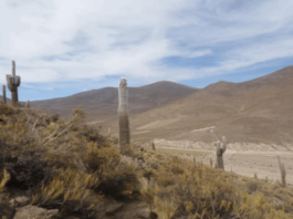 EL Ayllu Huatari y otros aledaños son sectores sumamente fértiles ya que producen nada menos que la quinua real. Imagen Thunupa Mica Tayca (Página oficial)