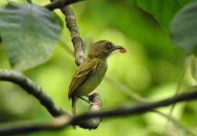 Fuente: iNaturalist/ Registro de Miguel Montenegro Avila