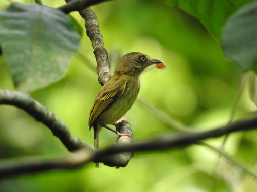Fuente: iNaturalist/ Registro de Miguel Montenegro Avila