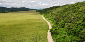 Predio “Adán y Eva”, de 2.187,8 hectáreas, se ubica en la zona de transición de bosques serrano, chaqueño y andino, entre La Guardia y Cabezas, Santa Cruz. Foto: CONNECTAS