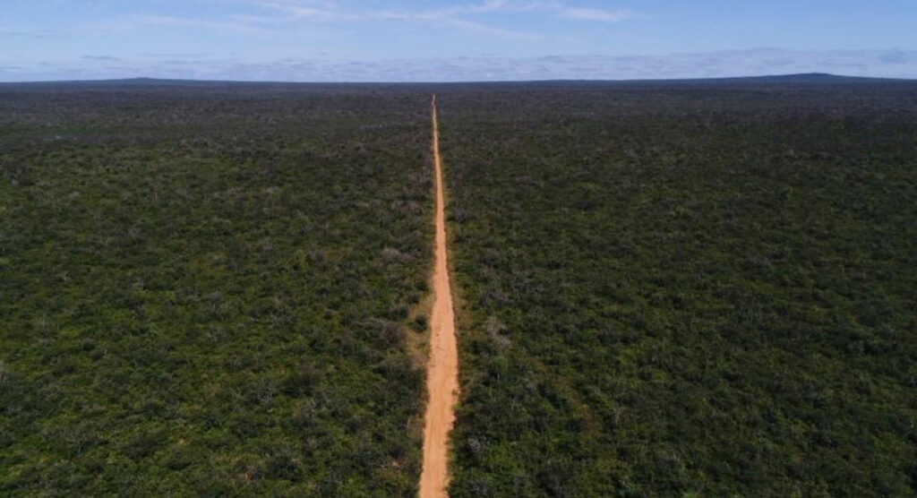 El bosque de Ñembi Guasu todavía no se recupera de los incendios registrados en 2019, 2020 y 2021. Foto: ORE