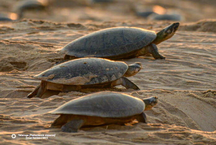 tortugas