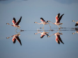 Bolivia ocupa el sexto lugar mundial en diversidad de aves y el quinto entre los países sin litoral. Foto: Gabriela Villanueva