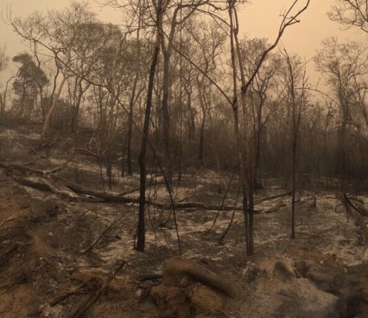 Incendios forestales en Bolivia. El país fue el segundo más afectado de la región amazónica en 2024.  Foto: WWF Bolivia