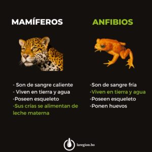  Clasificación de aminales 