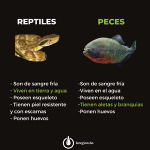Animales silvestres