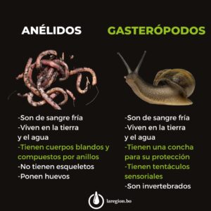 Cómo se clasifican los animales
