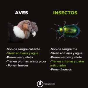 Aves e insectos 
