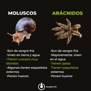 Cómo se clasifican los animales 