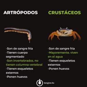 Cómo se clasifican los animales  