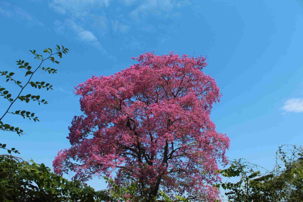 Árbol de lapacho en flor en el bosque del Chaco boliviano, fuente de néctar para las abejas.