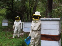 Mujeres de San Antonio trabajando con colmenas en el bosque del Chaco boliviano, cultivando miel de manera sostenible.