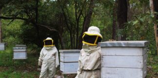 Mujeres de San Antonio trabajando con colmenas en el bosque del Chaco boliviano, cultivando miel de manera sostenible.