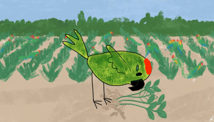 Qaqa Loro Póster de Ñamandú y el Qaqa Loro – Animación boliviana sobre la Paraba Frente Roja