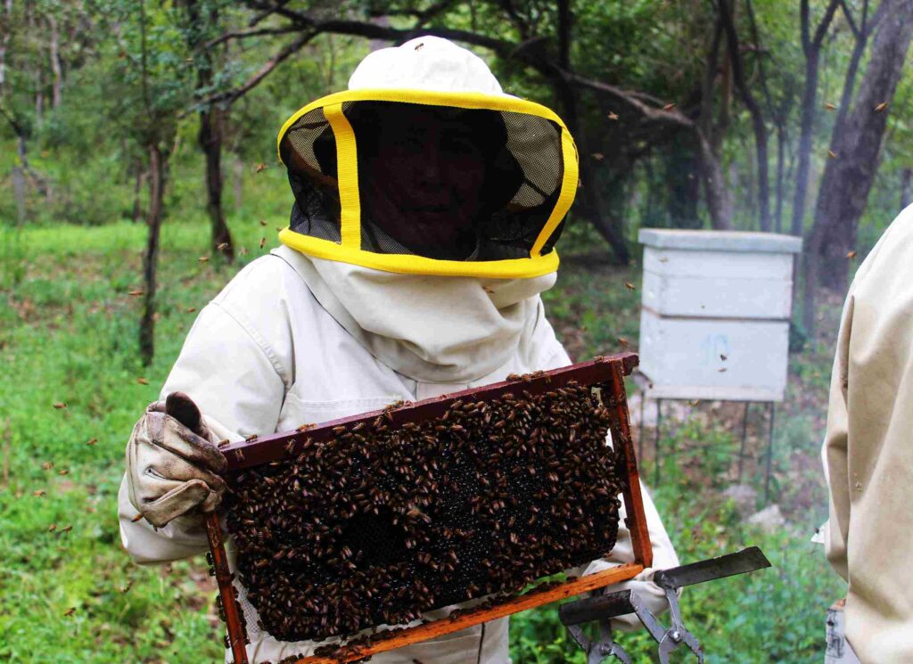 Etelvina, productora de miel de San Antonio, trabajando con colmenas en el bosque chaqueño.