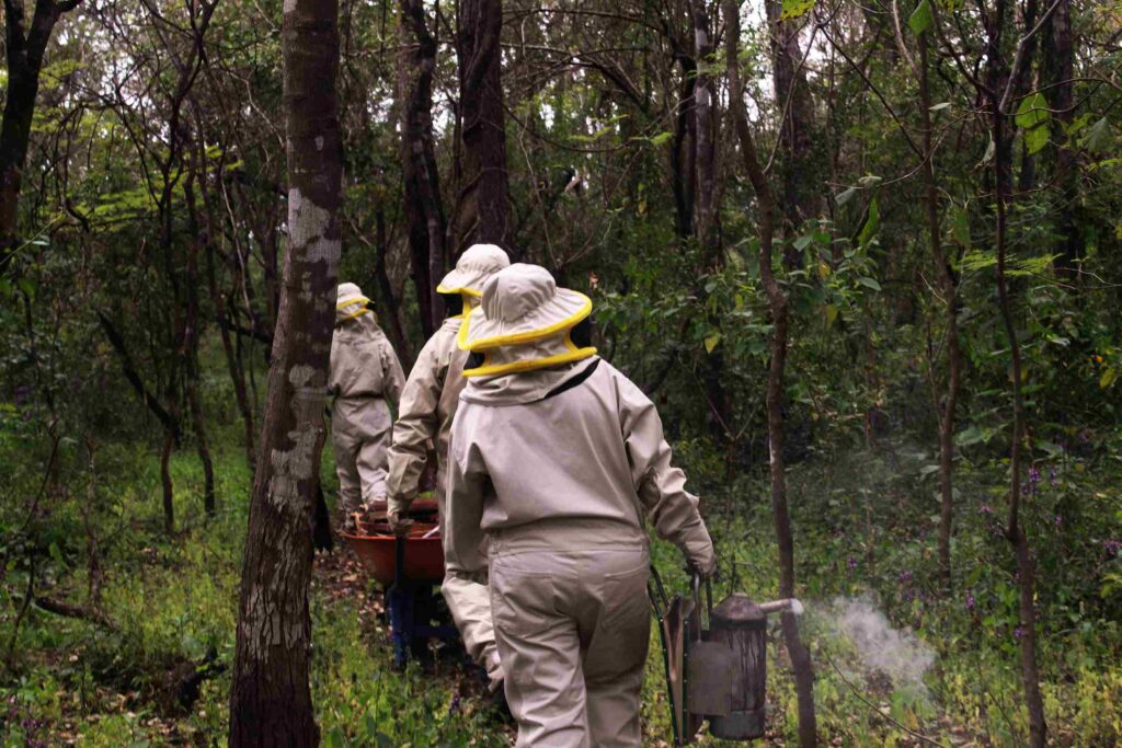 ujeres guaraníes recorren el bosque chaqueño cada dos semanas para revisar sus colmenas de miel.