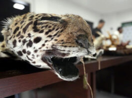 Según datos policiales, en Bolivia, un solo colmillo de jaguar puede llegar a costar 4000 dólares en el mercado asiático.