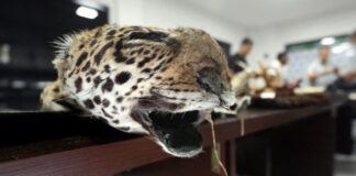 Según datos policiales, en Bolivia, un solo colmillo de jaguar puede llegar a costar 4000 dólares en el mercado asiático.
