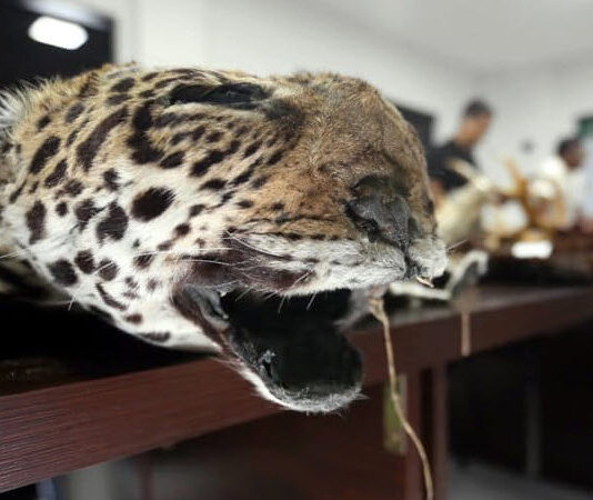 Según datos policiales, en Bolivia, un solo colmillo de jaguar puede llegar a costar 4000 dólares en el mercado asiático.