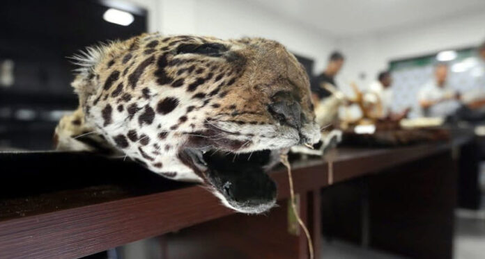 Caza de jaguares Bolivia Según datos policiales, en Bolivia, un solo colmillo de jaguar puede llegar a costar 4000 dólares en el mercado asiático.