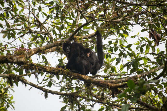 Día internacional de los primates Los proyectos de la Reserva Tesoro Escondido trabajan en la investigación y conservación del mono araña de cabeza café. Foto: cortesía Jonas Paurell