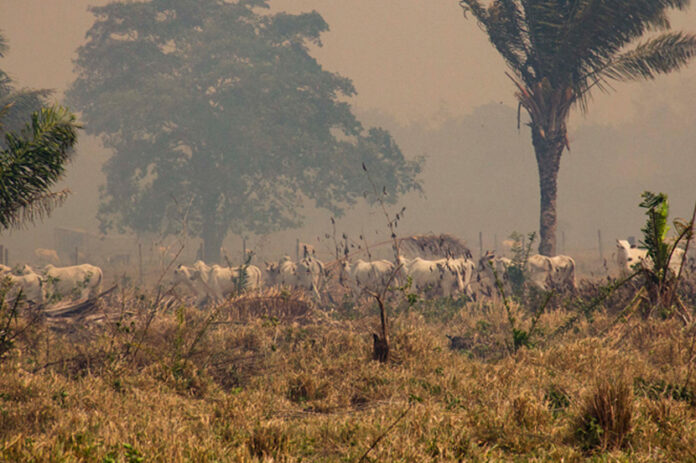 Incendios Bolivia política