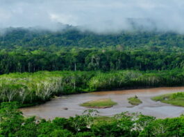 El Parque Nacional Madidi, ubicado en el Amazonía boliviana, es una de las áreas protegidas más biodiversas del mundo. Poco a poco la minería avanza sobre está reserva. Foto: cortesía Sernap