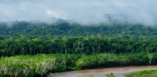 El Parque Nacional Madidi, ubicado en el Amazonía boliviana, es una de las áreas protegidas más biodiversas del mundo. Poco a poco la minería avanza sobre está reserva. Foto: cortesía Sernap