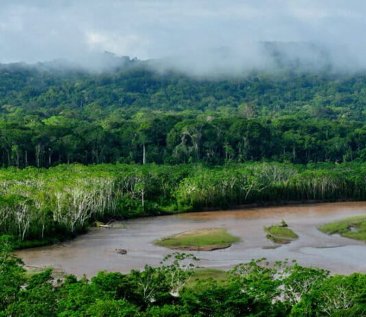 El Parque Nacional Madidi, ubicado en el Amazonía boliviana, es una de las áreas protegidas más biodiversas del mundo. Poco a poco la minería avanza sobre está reserva. Foto: cortesía Sernap