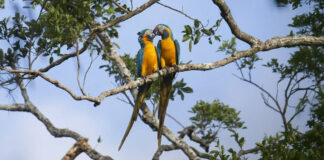 uego de diez años, se realizará un nuevo censo de parabas barba azul, especie endémica de Bolivia. Los censistas esperan contabilizar unos 600 individuos. Foto: cortesía Asociación Armonía
