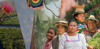 Diversidad, territorio y vida: ilustración referencial del material promocional de la COP30. Fuente: PNUD.