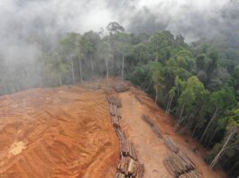 Deforestación en la Amazonía: La tala ilegal y la expansión agrícola benefician a unos pocos a corto plazo, pero sus costos ambientales y sociales se extienden a comunidades locales y a toda la humanidad. Imagen: Rich Carey