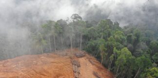 Deforestación en la Amazonía: La tala ilegal y la expansión agrícola benefician a unos pocos a corto plazo, pero sus costos ambientales y sociales se extienden a comunidades locales y a toda la humanidad. Imagen: Rich Carey