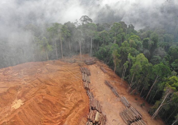Deforestación amazonia Deforestación en la Amazonía: La tala ilegal y la expansión agrícola benefician a unos pocos a corto plazo, pero sus costos ambientales y sociales se extienden a comunidades locales y a toda la humanidad. Imagen: Rich Carey